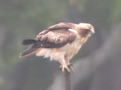 Booted Eagle, Pancas (Portugal), 20-Apr-06