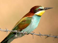 Bee-eater, E of Mourão (Spain), 21-Apr-06