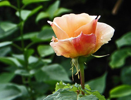 1st rose after rain-today