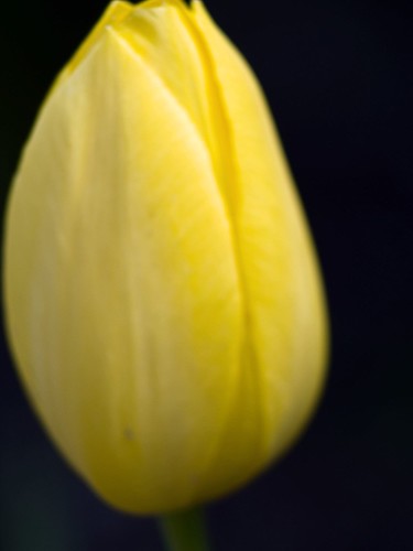 Spring Time Tulip