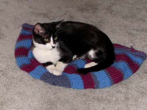 Buster on the unfelted Kitty Pi