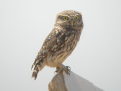 Little Owl, Azinhal (Portugal), 28-Apr-06