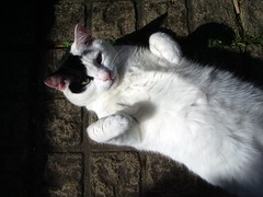 other cat in the sun