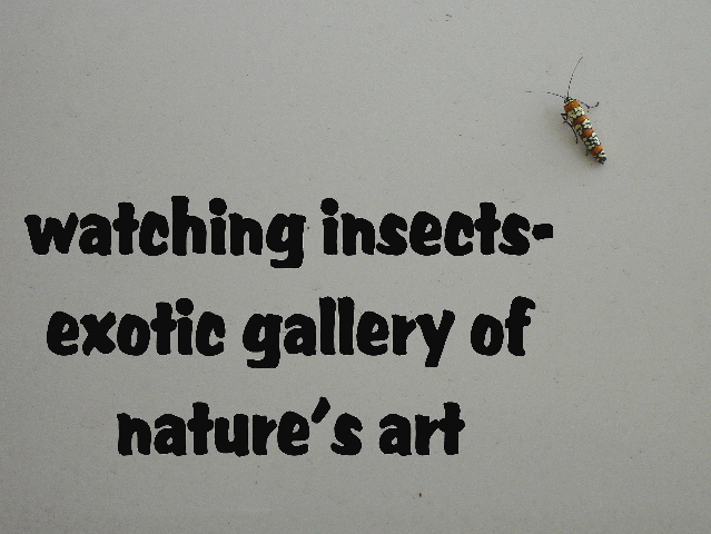 watchinginsects_00