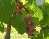 Oklahoma Grapes