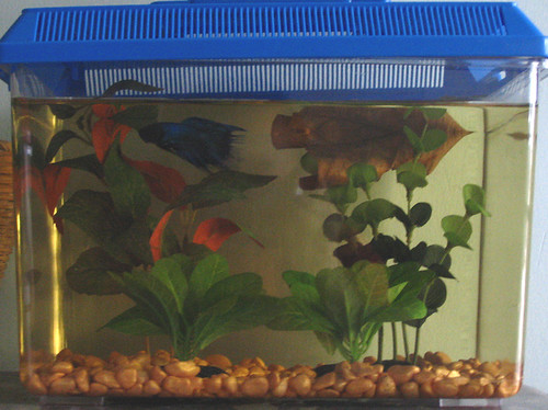 goldfish tank setup. Tank set-up (10x10x8 inches):