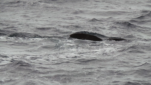 2013-0721 797 Andenes walvis 37 eerste duik