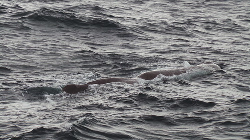 2013-0721 790 Andenes walvis 37 eerste duik