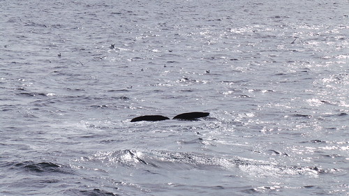 2013-0721 817 Andenes tweede duik walvis 37