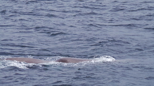 2013-0721 799 Andenes tweede duik walvis 37