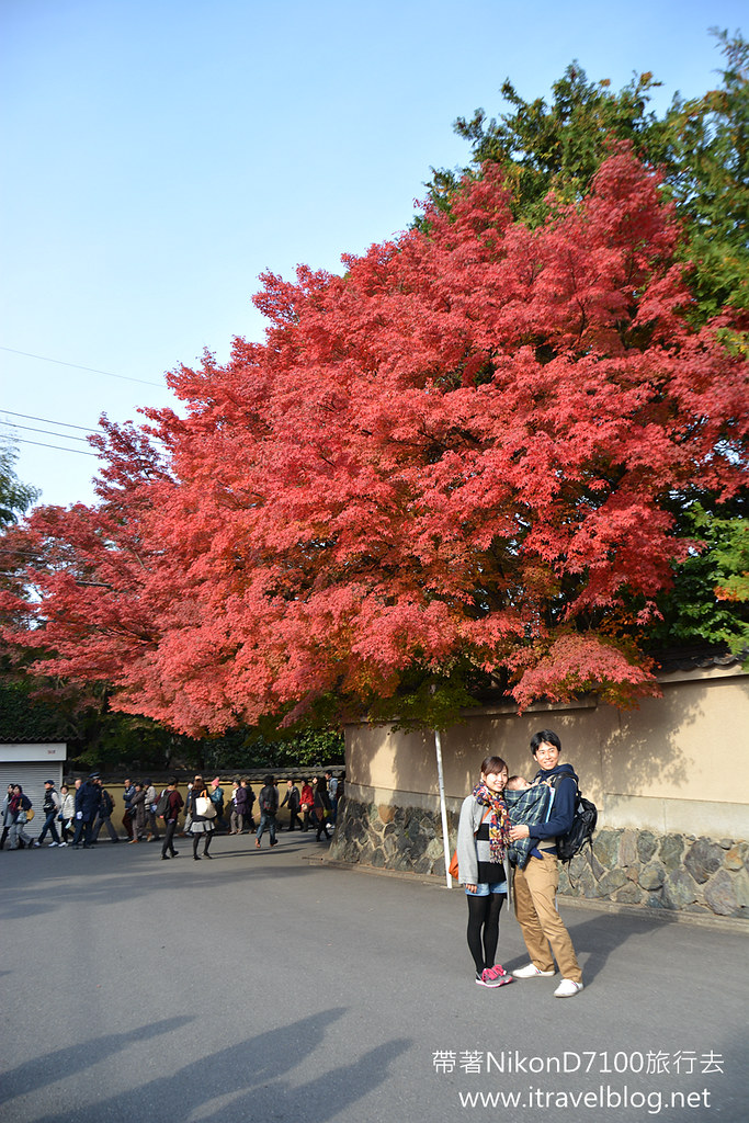 Nikon D7100 日本 賞楓 旅行 攝影