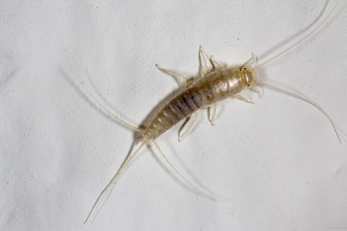 Silverfish Bug | How To Get Rid of