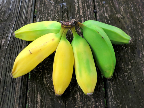 Back Yard Bananas