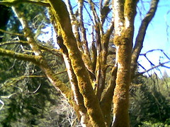 Tree Butano State Park.jpg
