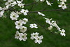 2005 April 19 flowers 004