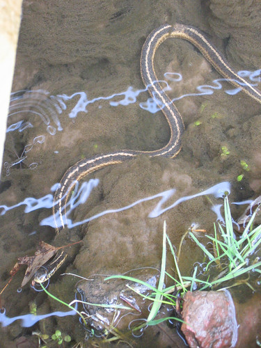 Snake in the creek