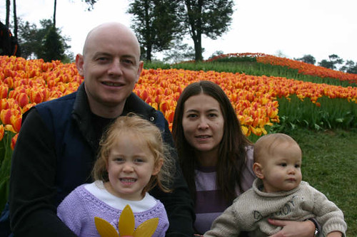 family_tulips