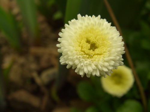 Petite fleur de Bercy