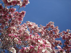 magnolias far