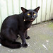 Black cat in a street, Asakusa