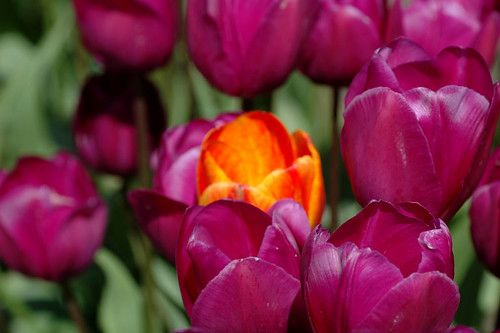 Tulips & the odd one
