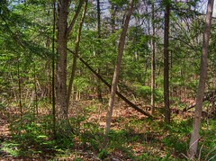 HDR glade