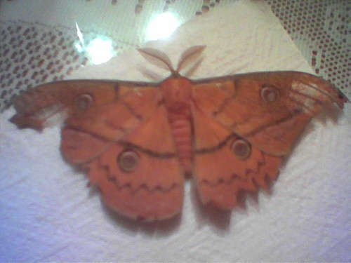 mariposa...