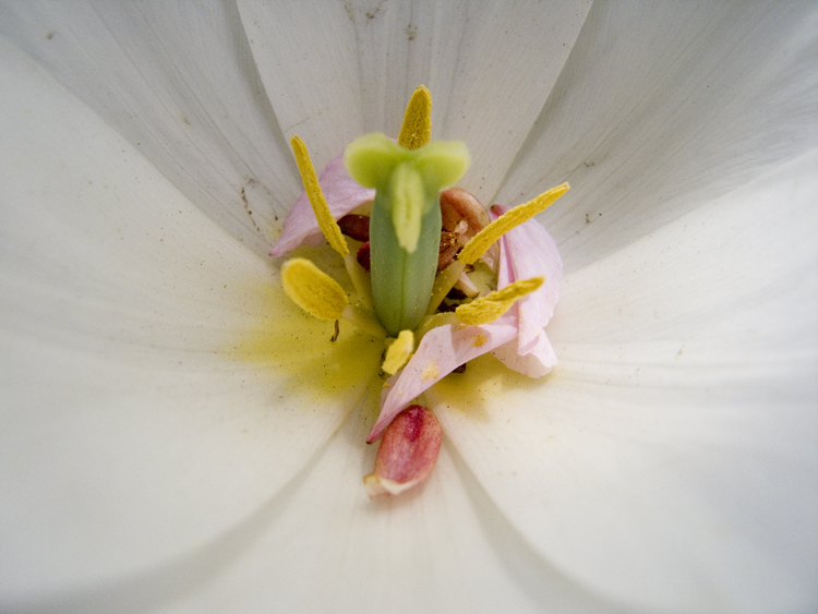 spring tulip