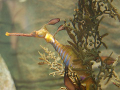 Leafy Sea Dragon, Sydney Aquarium