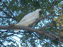 Sulpur-crested cockatoo