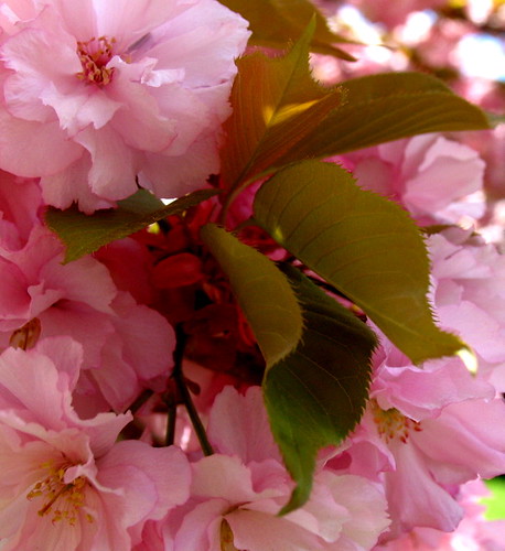 sakura with leaf