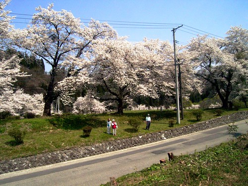 Cherry blossoms and cherry blossoms and cherry blossoms