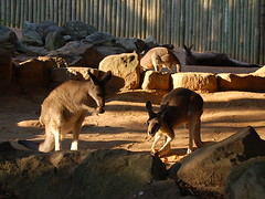 Roos at the Zoo