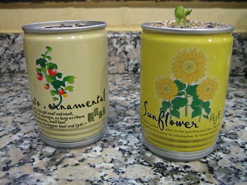 Flowers in a can. The sunflower already sprouted!