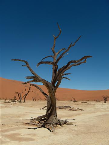 Dead vlei tree desert namibia