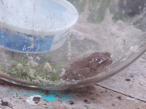 Frog-in-bowl