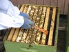 Beekeeping 2006 075