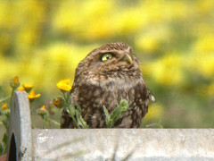 Little Owl, Pancas (Portugal), 19-Apr-06