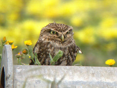 Little Owl, Pancas (Portugal), 19-Apr-06