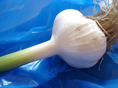 young garlic
