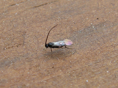 Little teeny wasp