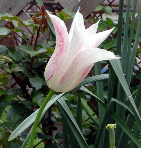 Lily Flowering Tulip