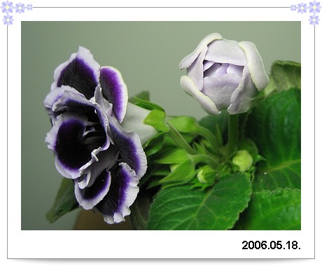 20060518flower2