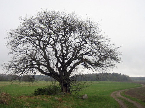 That Old Tree (gray and misty)