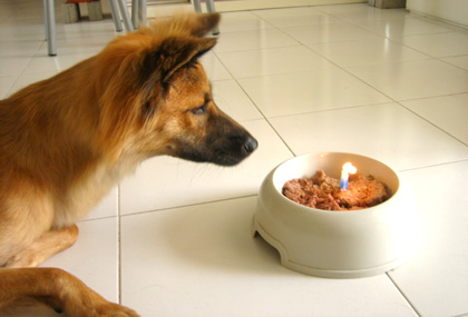 koda stares at her b'day candle (or food?)