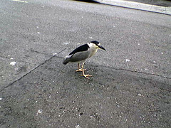 Oakland Bird