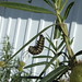 monarch butterfly nearly chrysalis