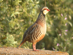 Red-legged Partridge, Mértola - Castro Verde (Portugal), 25-Apr-06