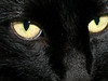 Salem's Eyes