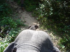 View from a Mother Elephant 2